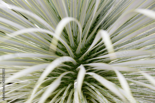 Makro Palmlilie, Yucca rostrata photo