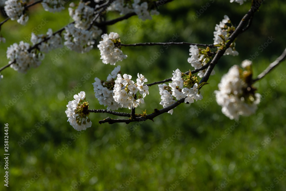 Fleurs de cerisier Fleurs de cerisier