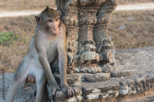 Macaque living in angkor wat temple comlex