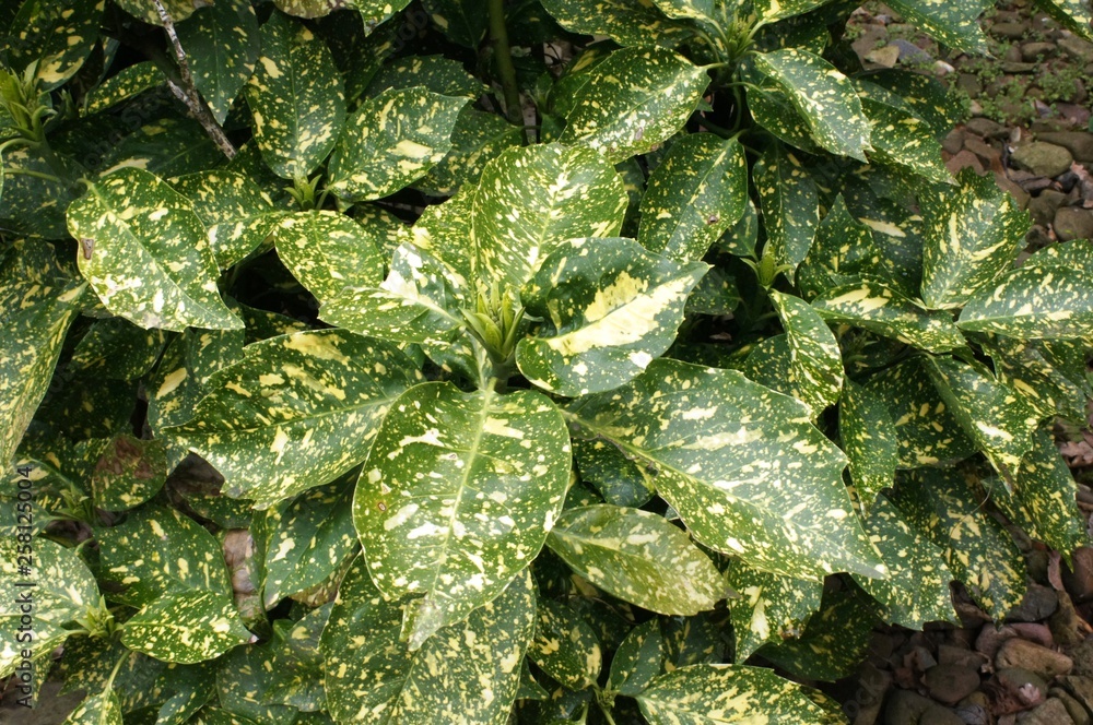 leaf, green, plant, nature, water, leaves, garden, rain, fresh, drops, mint, spring, dew, natural, macro, food, herb, drop, close-up, flora, grass, wet, summer, growth, foliage leaf, green, plant, nature, water, leaves, garden, rain, fresh, drops, mint, spring, dew, natural, macro, food, herb, drop, close-up, flora, grass, wet, summer, growth, foliage