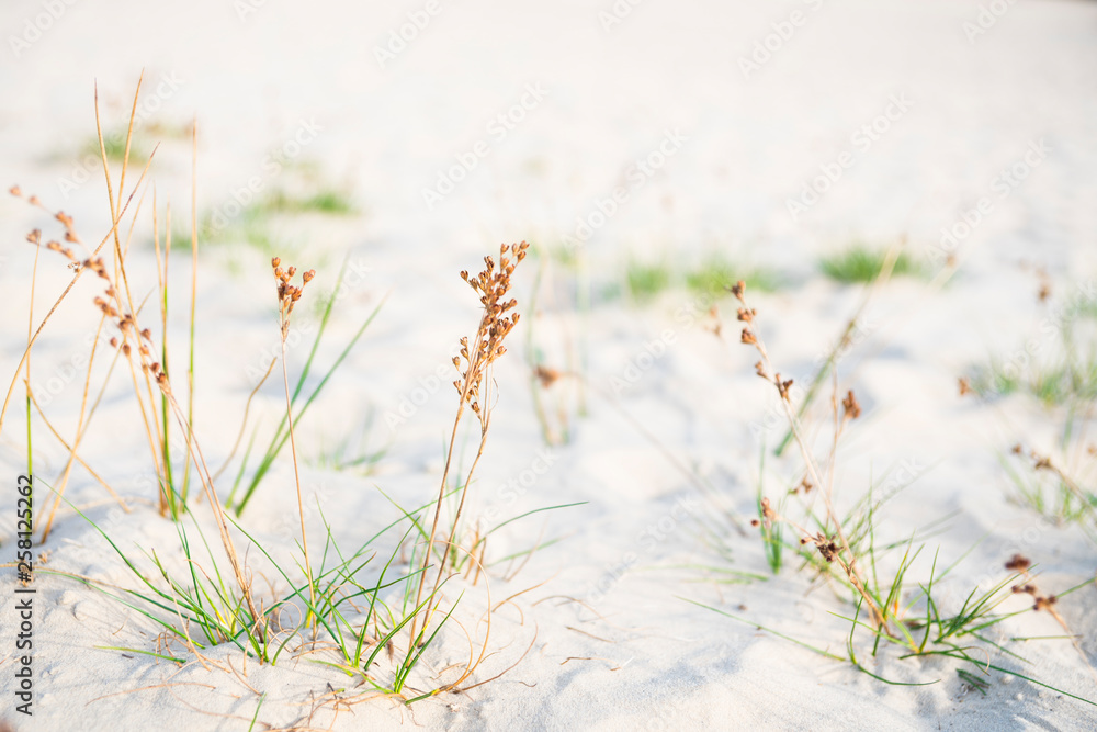 close up grass with brown flower in dunes of national park Loonse and Drunense Duinen, The Netherlands close up grass with brown flower in dunes of national park Loonse and Drunense Duinen, The Netherlands