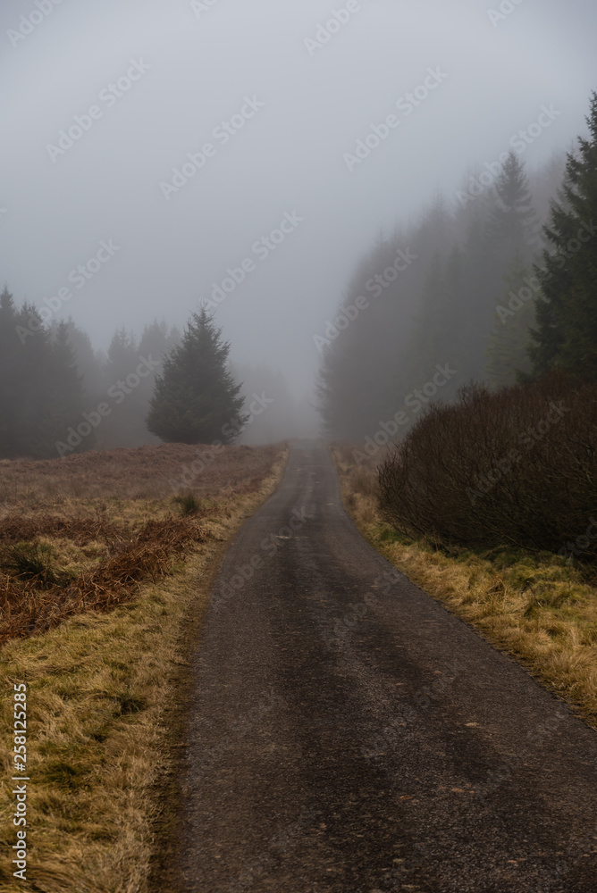 Lonesome tree