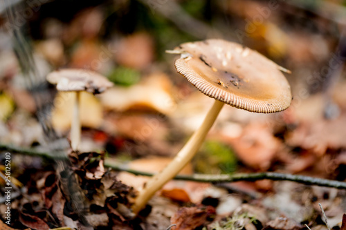 close up brown mushroom find in national park Oisterwijkse Plassen, The Netherlands