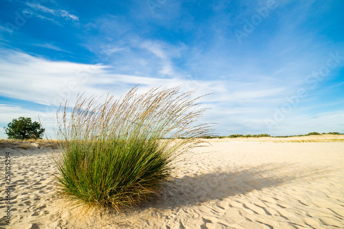 grass in dunes of national park Loonse en Drunense Duinen  The Netherlands. Sunny day with blue sky