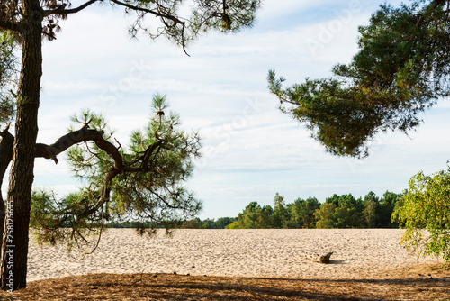 pine trees in the dunes of national park Loonse and Drunense Duinen,  The Netherlands
