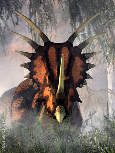 A styracosaurus moves among the dense undergrowth of a misty prehistoric forest. The name styracosaurus means spiked lizard.  This dinosaur was a ceratopsian from the Cretaceous period. 3D Rendering photo