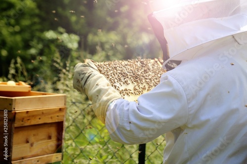 Beekeeper working on his beehive © U. J. Alexander
