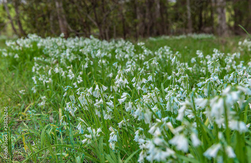 white flowers in grass