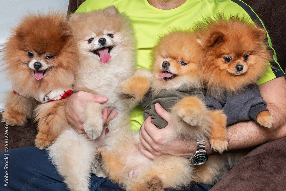 Four cute Pomeranian puppy dogs in the hands of a young attractive man. People and pets concept.
