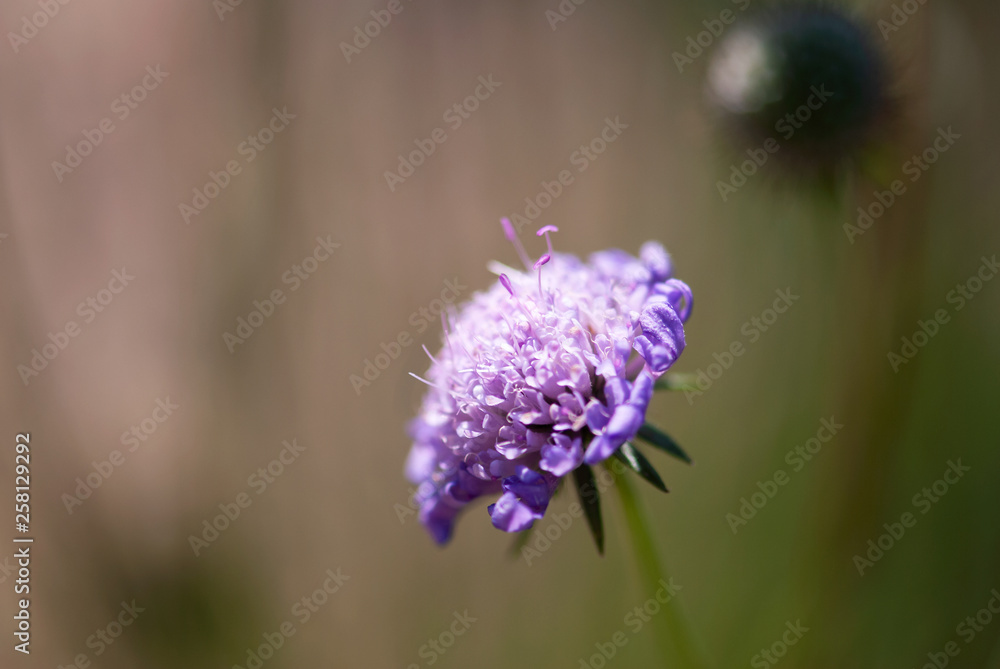 Fototapeta premium Pincushion Flower