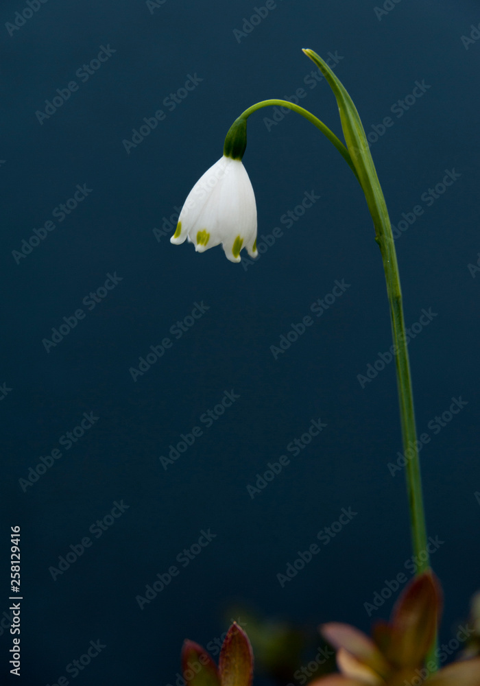 Delicate Lily of the Valley flower (Convallaria majalis) isolated on blue background. Vertical image. Delicate Lily of the Valley flower (Convallaria majalis) isolated on blue background. Vertical image.