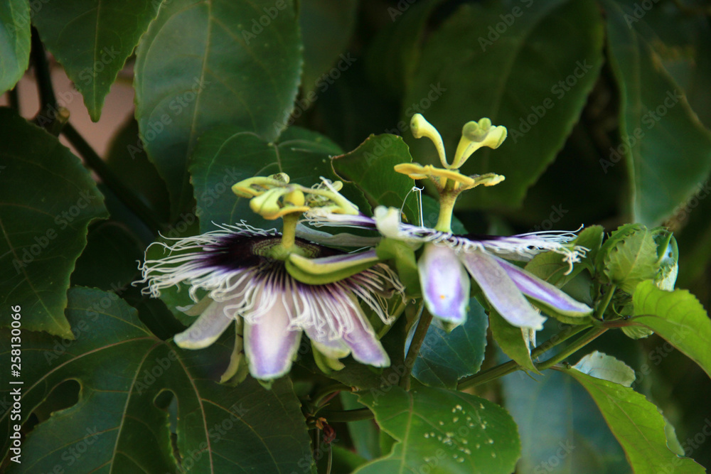 Fototapeta premium Flor de maracujá