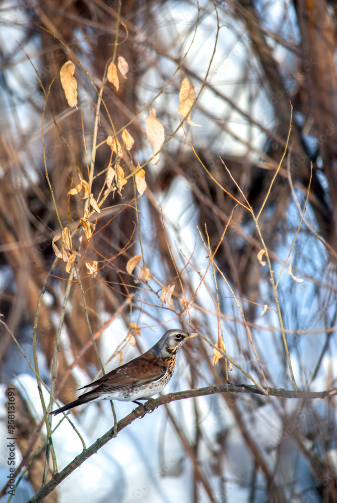 Turdus pilaris