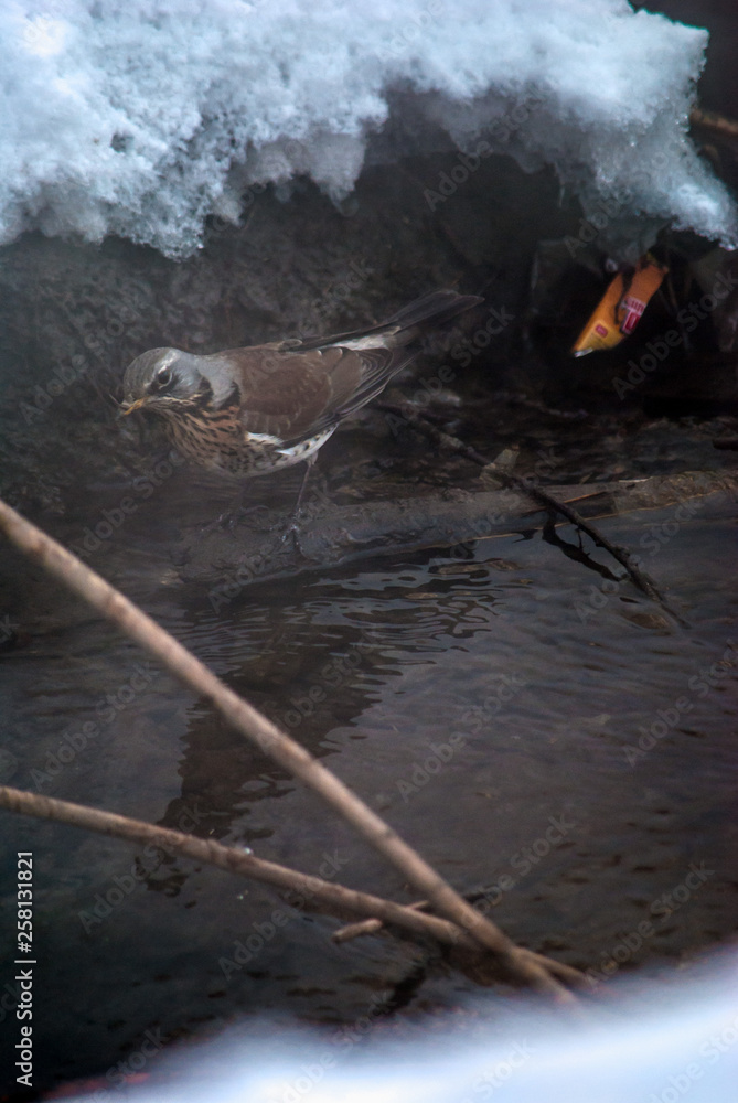 Fototapeta premium fire in forest
