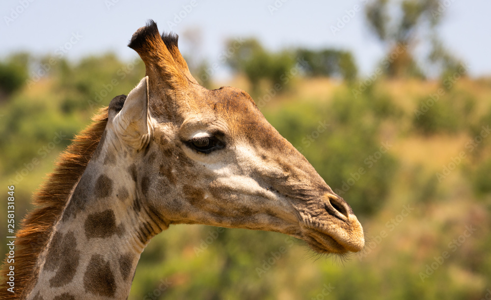 Obraz premium Giraffe portrait