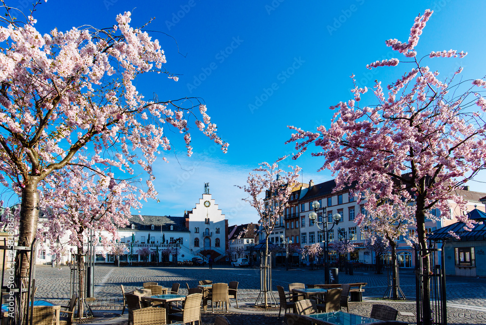 Landau, Germany - 28th of march 2019: Blooming trees on the town hall square in Landau/ Palatinate Landau, Germany - 28th of march 2019: Blooming trees on the town hall square in Landau/ Palatinate