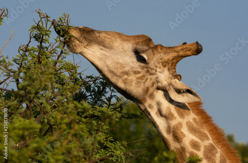 Photography Giraffe Eating