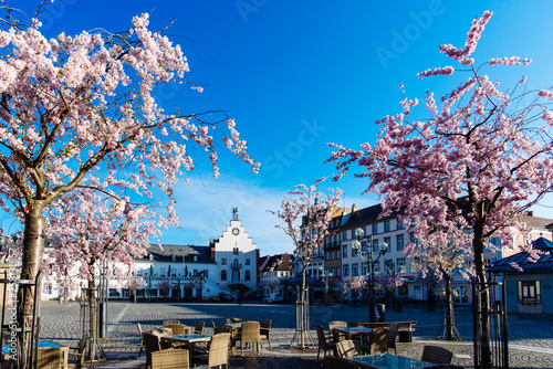 Fotografie Landau, Germany - 28th of march 2019: Blooming trees on the town hall square in