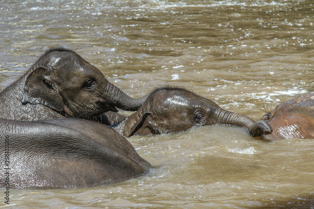 Fototapeta premium two young elephants bathing together with other elephants