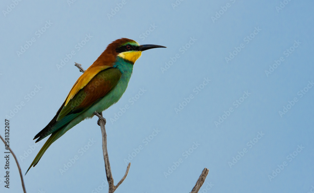 Bee-eater Bee-eater