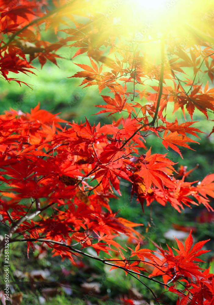 Bright red branches of Japanese maple or Acer palmatum and sunlight Bright red branches of Japanese maple or Acer palmatum and sunlight