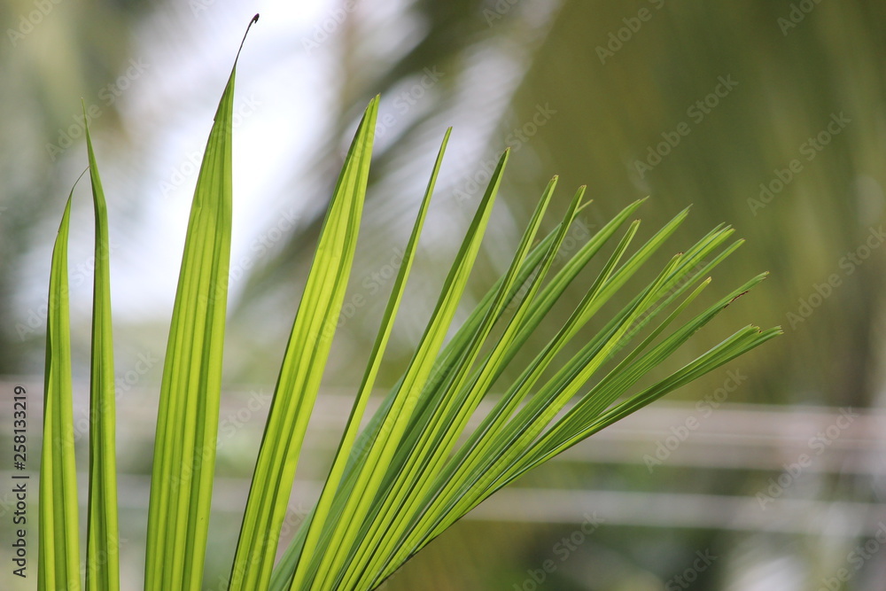 green grass green grass