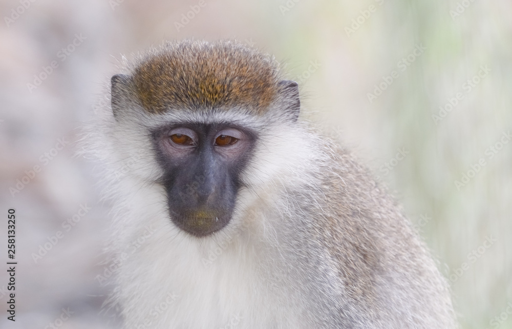 Obraz premium Green monkey in Ethiopian