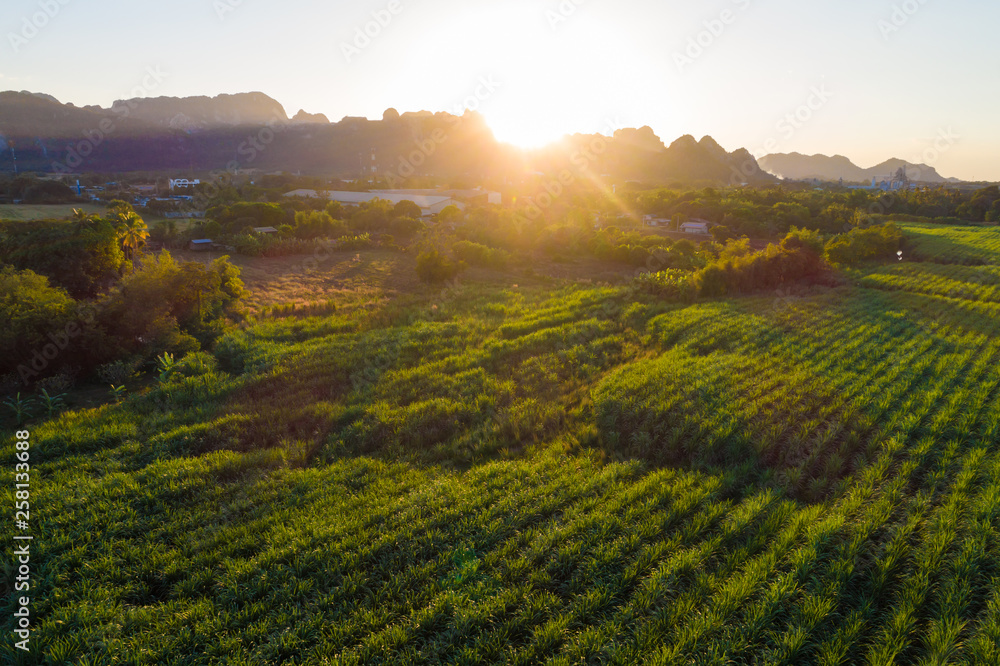 Obraz premium Aerial view of sugarcane plantation field with sunset light