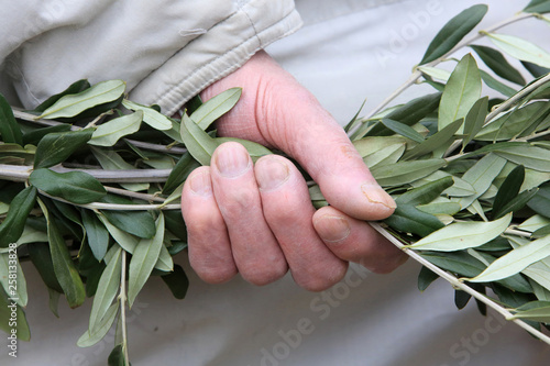Branches de buis dans la main. Semaine Sainte. / Boxwood branches in hand. Holy Week.  photo
