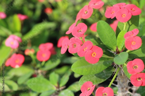 Euphorbia milli crown of thorns in nature
