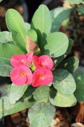 Euphorbia milli crown of thorns in nature