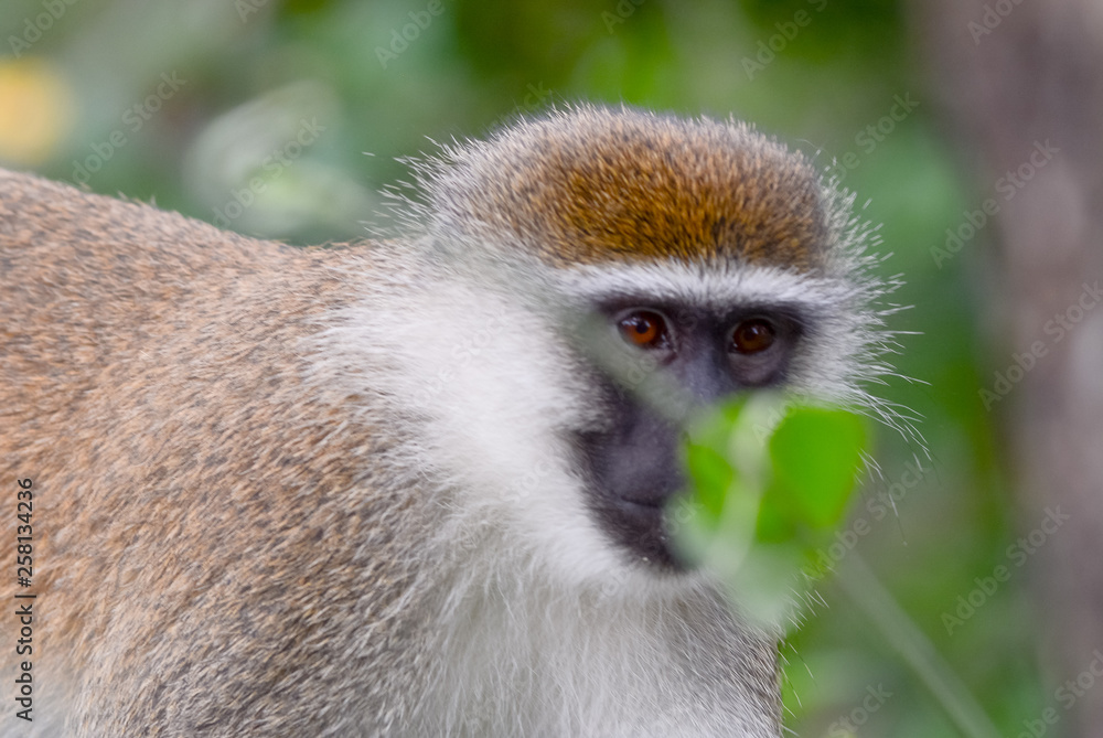 Green monkey in Ethiopian Green monkey in Ethiopian
