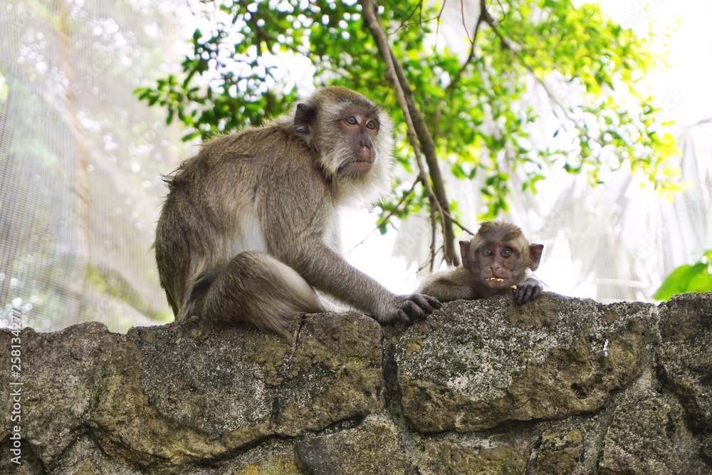 Fototapeta premium Mother and baby monkey on top of stone wall in Southeast Asia