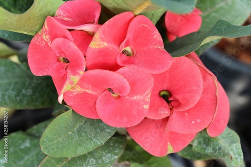 Euphorbia milli crown of thorns in nature