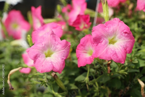 Beautiful bloom colorful flowers in the garden