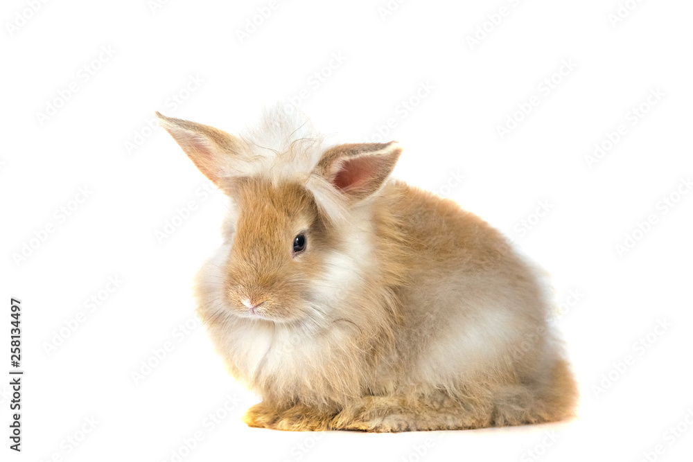 Cute red baby easter rabbit eating carrot on white background Cute red baby easter rabbit eating carrot on white background