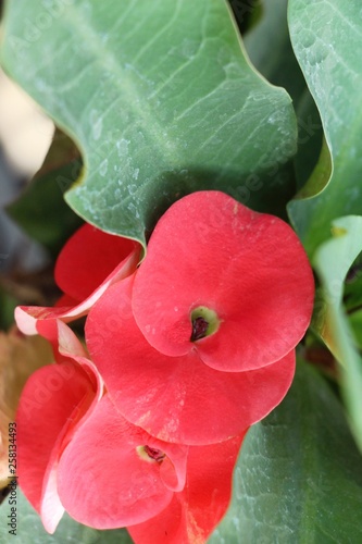 Euphorbia milli crown of thorns in nature