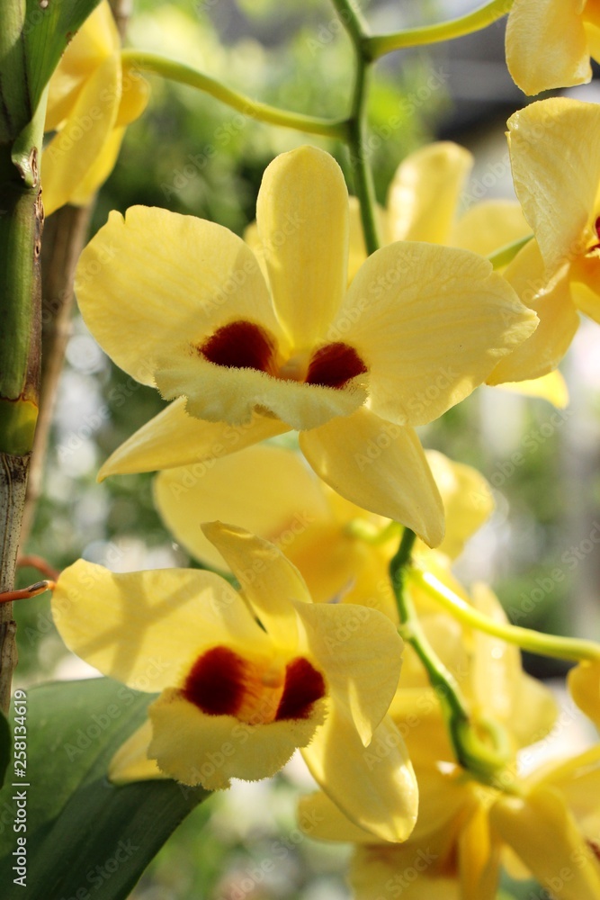 Orchid flower is beautiful in the garden Orchid flower is beautiful in the garden