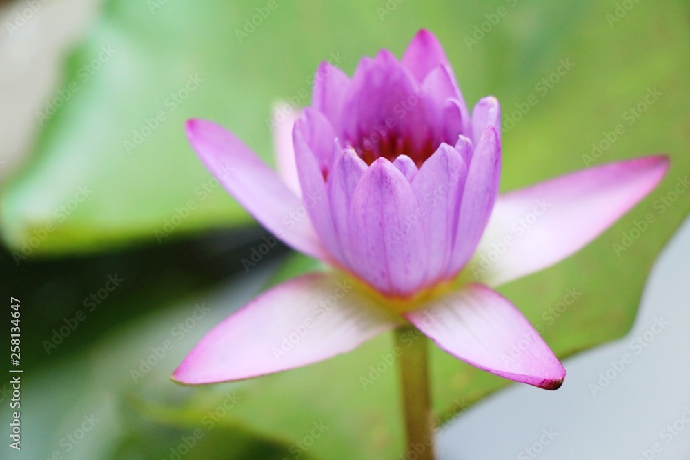 Beautiful lotus in the pond with nature