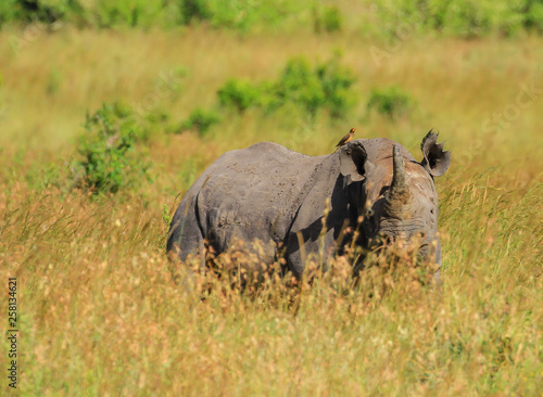 Schilderij op canvas Black rhinoceros, critically endangered species, hook-lipped, Diceros bicornis, partially hidden in high grass with oxpecker bird on back