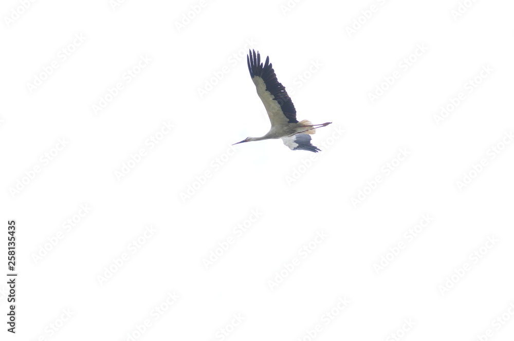 Fototapeta premium flying in the sky