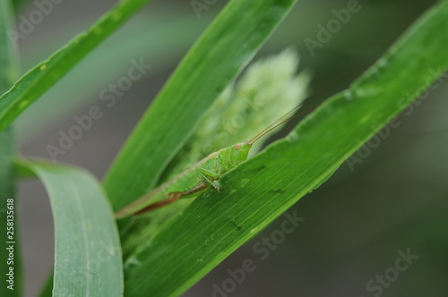 grasshopper on a leaf © polakravis