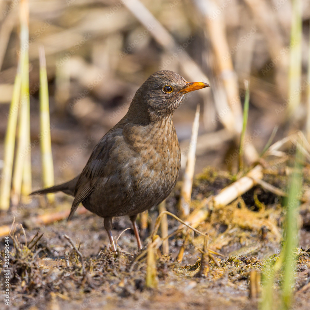 female blackbird (turdus merula) standing in cut reed stalks female blackbird (turdus merula) standing in cut reed stalks