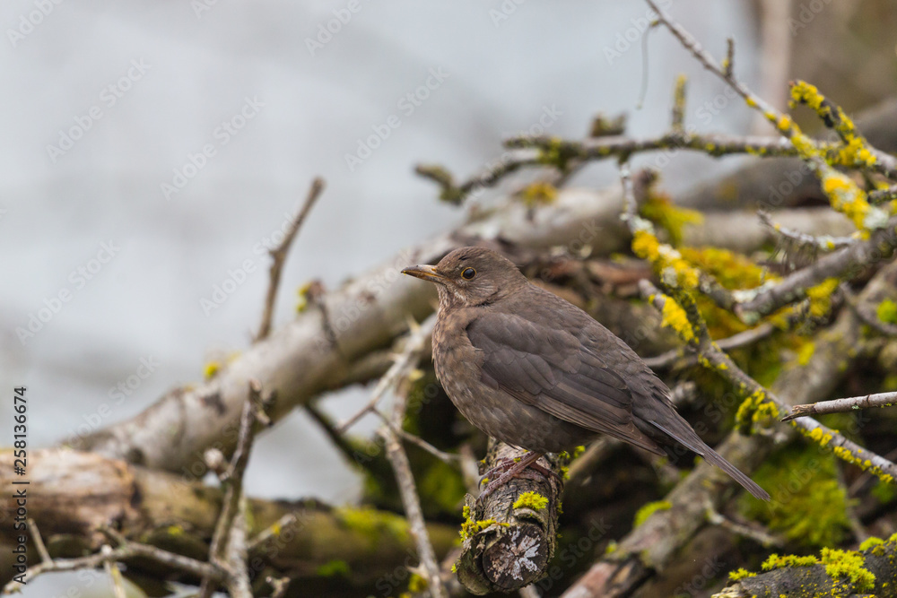 female blackbird (turdus merula) sitting in cut branches on ground female blackbird (turdus merula) sitting in cut branches on ground