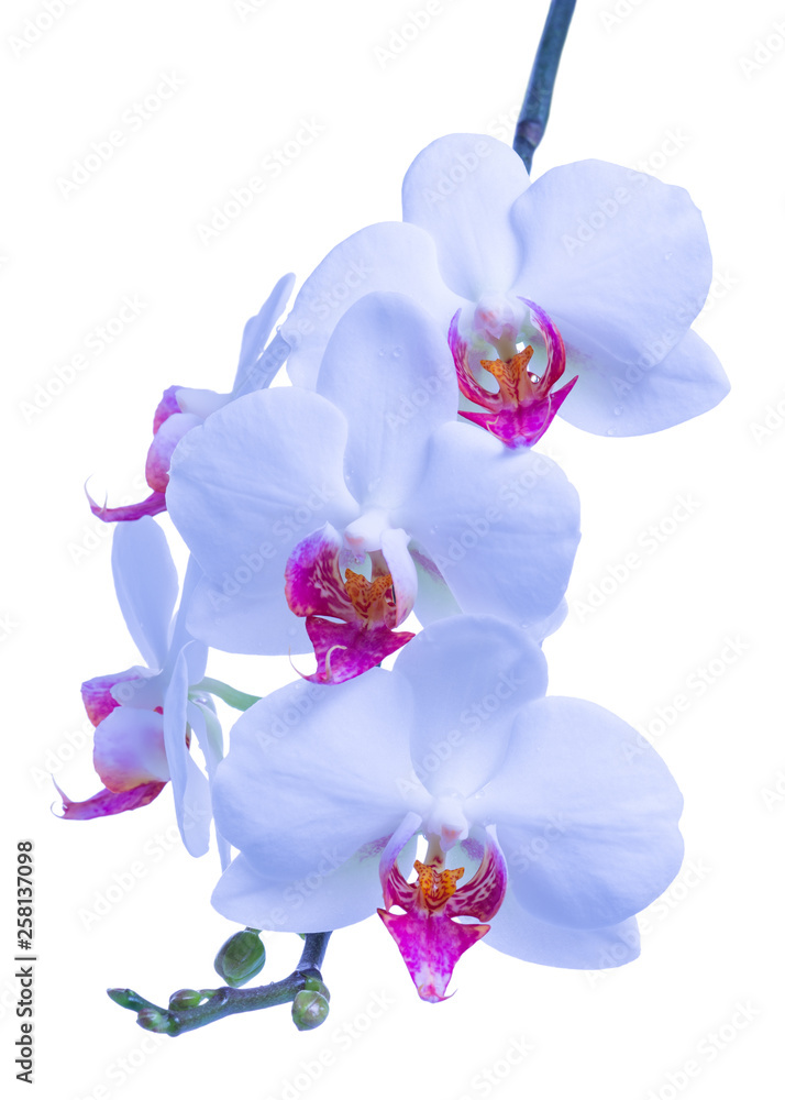 blossoming twig of blue with red orchid, phalaenopsis is isolated on white background, make up