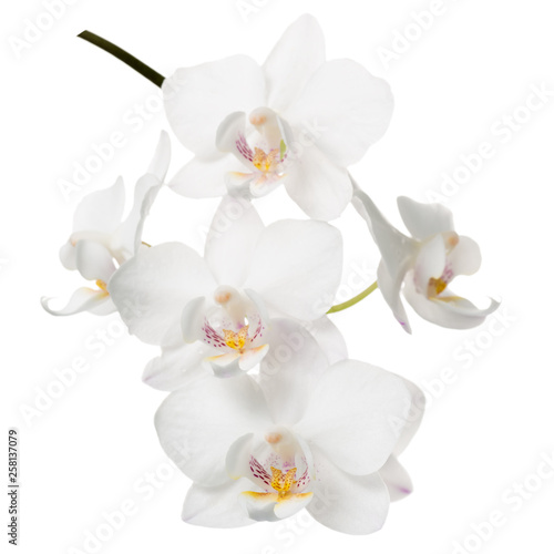 blossoming twig of white orchid  phalaenopsis is isolated on background
