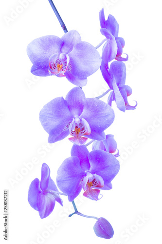 blooming twig of trendy color proton purple orchid, phalaenopsis with drops is isolated on background, make up