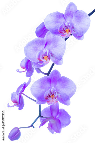 blossoming beautiful branch of trendy color proton purple orchid  phalaenopsis with drops is isolated on background  make up