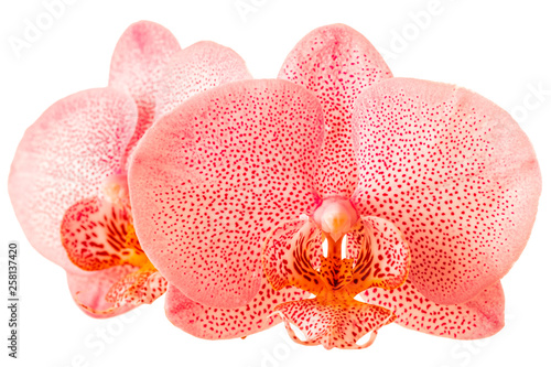 Fototapeta Naklejka Na Ścianę i Meble -  close up of trendy color living coral spotted orchid, phalaenopsis is isolated on background, make up