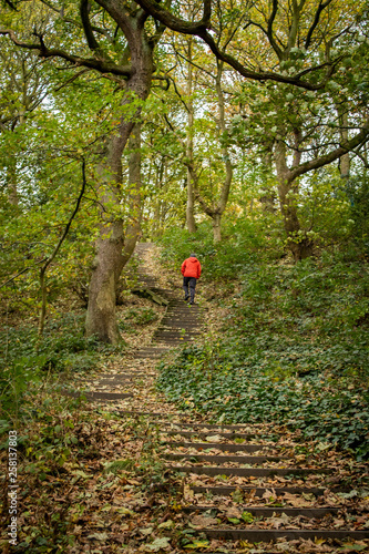 A lone figure toils up a steep set of steps in woodland